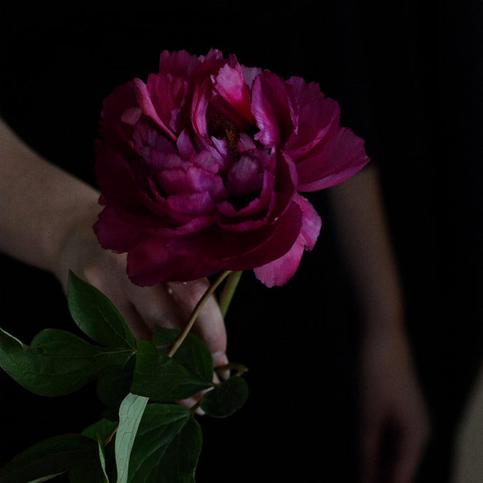 Hand offering a single large purple peony. Support 