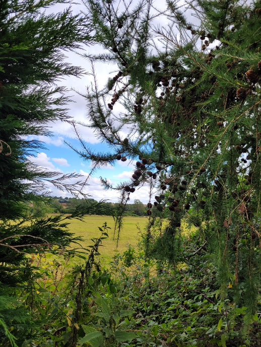 A view of clear sky between tree branches